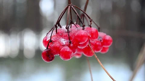 Viburnum red berries Video stock 146432795