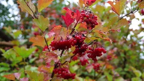 Viburnum red. Stock Footage 75488133