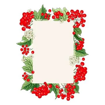 Viburnum rowan rectangle red berry vector frame rustic floral bouquet Stock Illustration