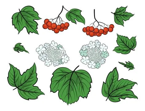 Viburnum, Set Stock Illustration