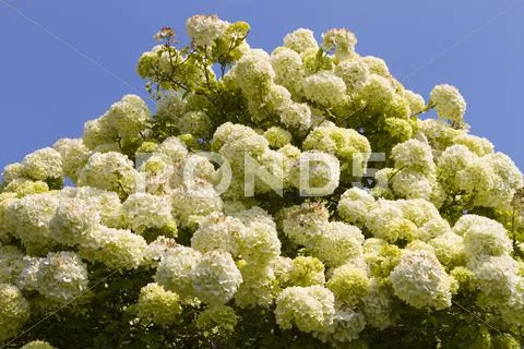 Viburnum shrub in flower, variety macrocephalum Stock Photos