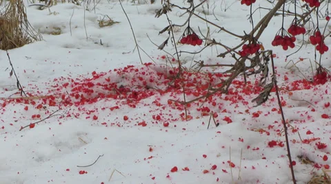 Viburnum on snow Stock Footage 34603738