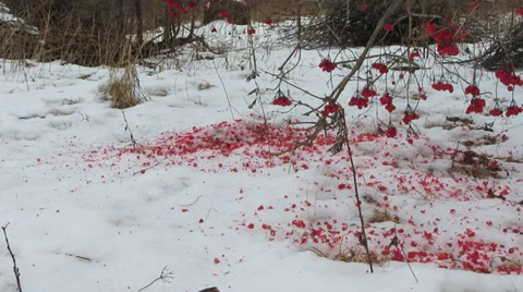 Viburnum on snow Vídeo Stock 34603743
