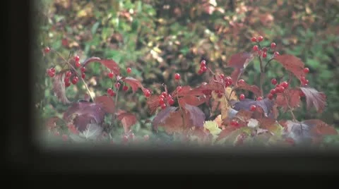 Viburnum through the window Stock Footage 10798124