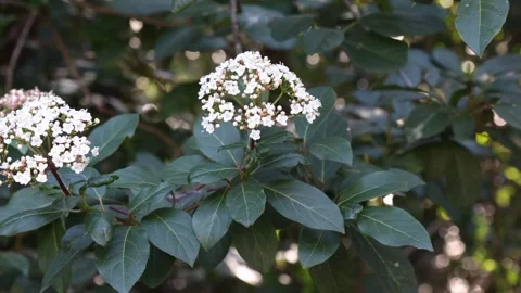 Viburnum tinus 4K Stock Footage 264093146