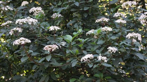 Viburnum tinus 4K Stock Footage 264093147