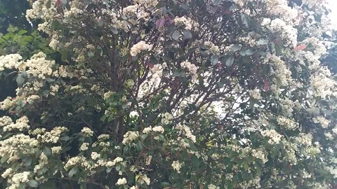 Viburnum Tinus the Laurustinus Laurustine bloomed in the yard of a house Video stock 314642843