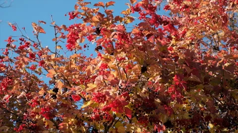 Viburnum on a tree in autumn. Selective focus. Stock Footage 227021493