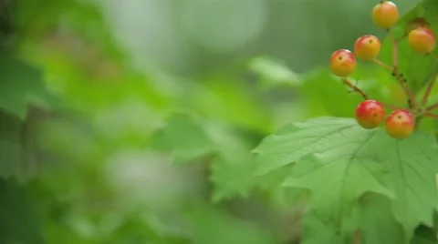 Viburnum on a tree.close up shot Stock Footage 58933507