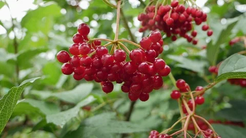 Viburnum under the summer rain Stock Footage 112952669