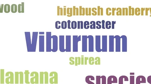 Viburnum Wordcloud Animated On White Background Stock Footage 103672645