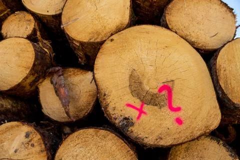 Vice-cut tree trunks Stock Photos