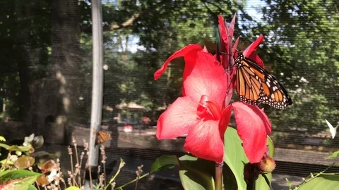 Viceroy butterfly Stock Footage 112611983