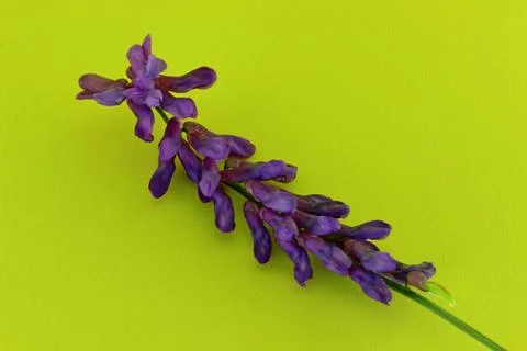 Vicia cracca flower on a yellow background Stock Photos