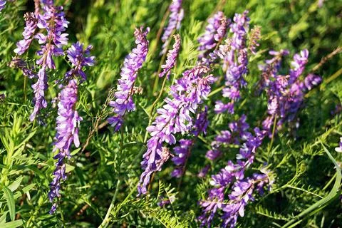 Vicia cracca Stock Photos