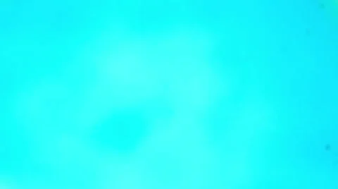 Vicia Dicot leaf under a microscope (Vicia Dicot leaf W.M.), Full HD Stock Footage 47076201