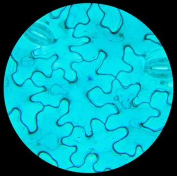 Vicia Dicot leaf under a microscope (Vicia Dicot leaf W.M.) Stock Photos