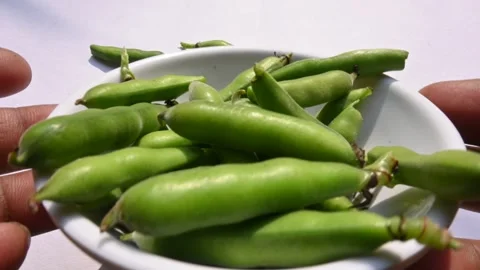 Vicia faba vegetable. Stock Footage 264759939