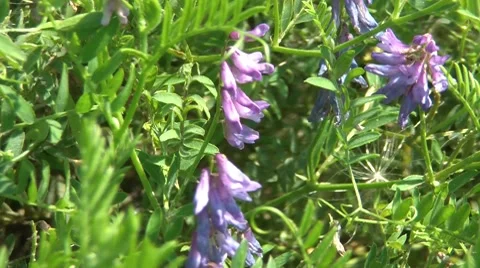 Vicia Stock Footage 7768928