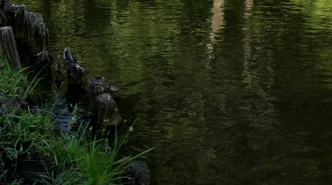 The vicinity on pond Stock Footage 795449