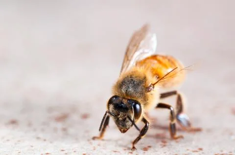 A Vicious Battle Left Him as capable as an Ant Stock Photos
