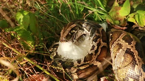 Victim Stock Footage 144051054