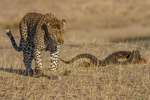 The victor Stock Photos