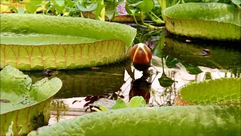 A Victoria amazonica bud surrounded by its leaves Stock Footage 77861465