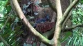 Victoria crowned pigeon sitting in artificial nest in jungle habitat 4k or 4k+ Resolution