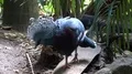 Victoria crowned pigeon walking close up in jungle habitat 4k or 4k+ Resolution
