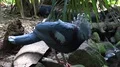 Victoria crowned pigeon walking close up in jungle habitat 4k or 4k+ Resolution