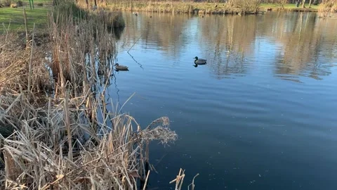 Victoria Park - 25 库存影片 155201812