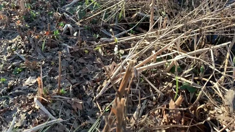 Victoria Park - 29 Stock Footage 155201916