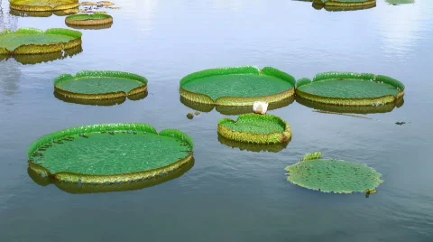 Victoria Regia Stock Footage 761636