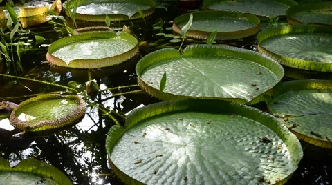 Victoria regia Stock Footage 6531280