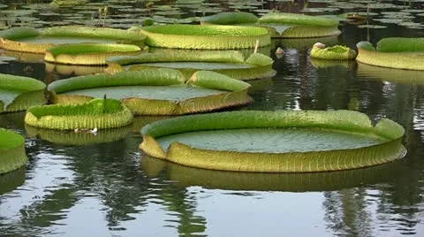 Victoria Regia Stock Footage 20510013