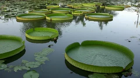 Victoria Regia Stock Footage 20510072