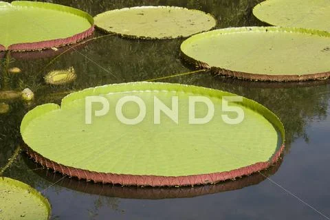 Victoria water lily Stock Photos
