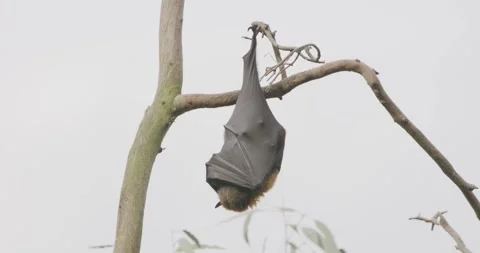 Victorian Bat Camp in Eucalypts Tree, Close Up Видео 329295114
