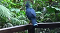 Victorian Crowned Pigeon on a bridge in atropical garden HD Footage