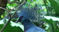 Victorian Crowned Pigeon close up in tropical garden HD Footage