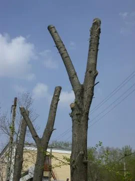 Victory Stock Photos