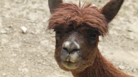 Vicugna pacos looking into camera Stock-Footage 91940391