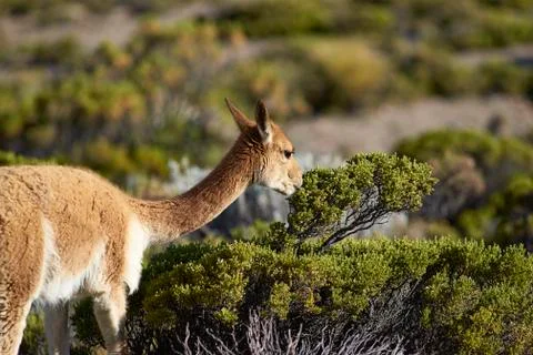 Vicuna Browsing Foto stock