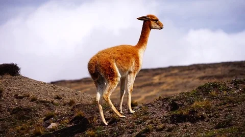 Vicuna from Ecuador Stock Footage 120187975