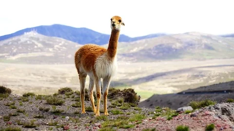 Vicuna from Ecuador Stock Footage 120188366