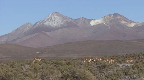Vicuna herd walk and feed on grass field on a sunny day Stock Footage 56869830