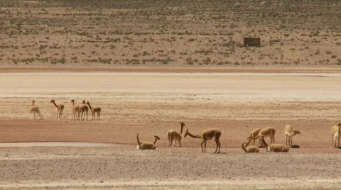 Vicuna (Lama) In The Andes Stock Footage 815706