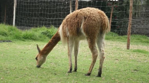 Vicuna medium shot in captivity Stock-Footage 233184289