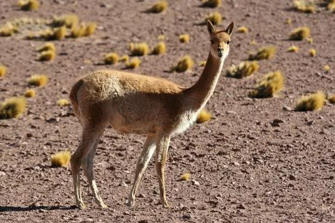 Vicuna Stock Photos